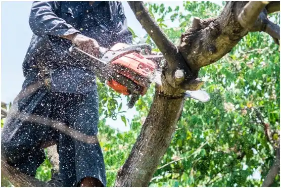 tree services Portage